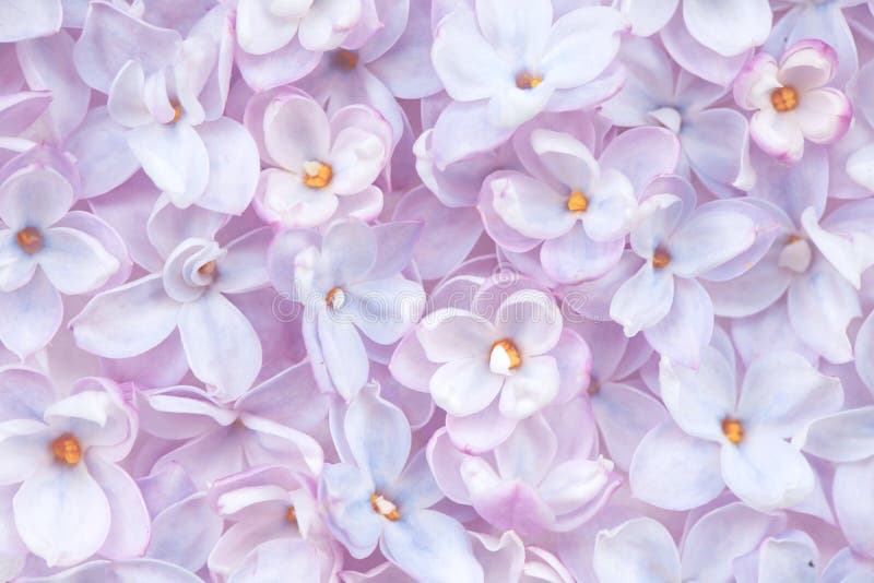 Wallpaper Lilac pink petals flowers branches bokeh 1920x1440 HD  Picture Image