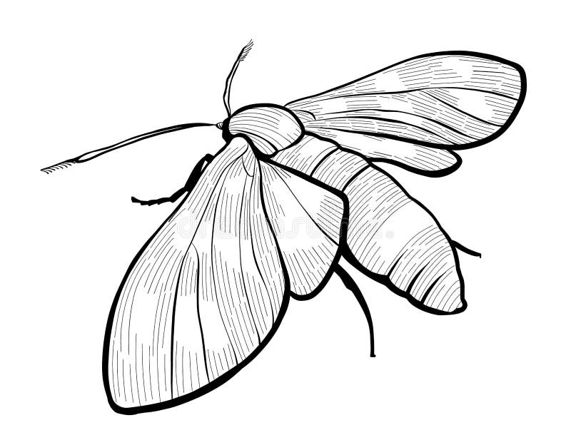 Realistic Moth Butterfly Drawing. Black and White Sketch. Illustration