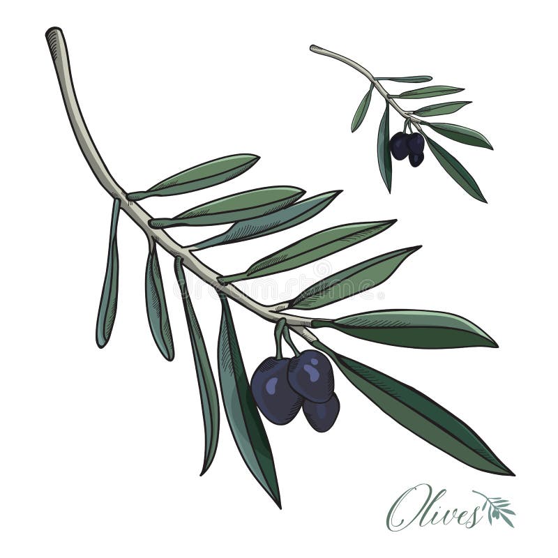 Realistic Handdrawn Olives Wreath Vector Stock Vector Illustration