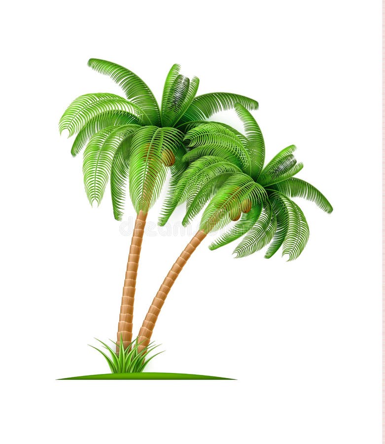 Realistic palm tree with coconuts Vector 3d exotic stock illustration