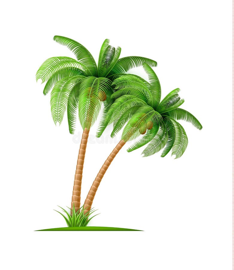 Realistic palm tree with coconuts Vector 3d exotic