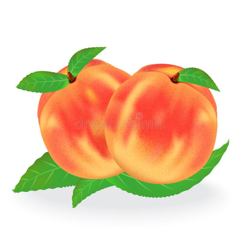 Group of Peaches Isolated on White Stock Vector Illustration of