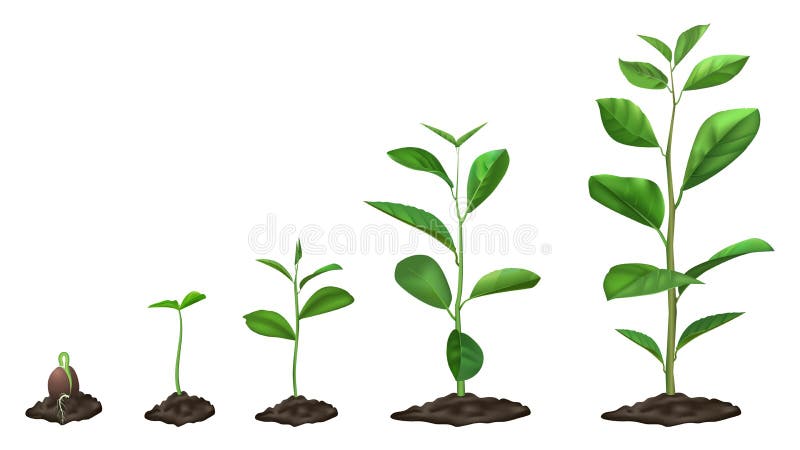 Realistic plant growth stages. Young seed growing in ground, green plants in soil, spring sprout blooming stage