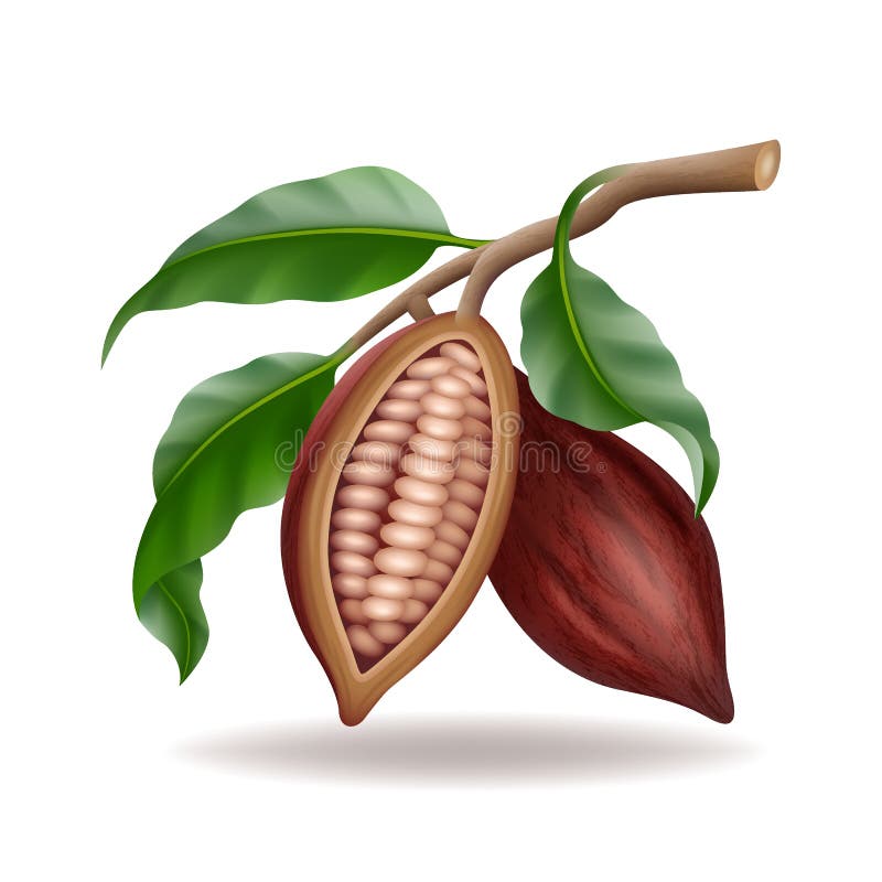 Realistic raw and dry cocoa thee pods, beans and branch with green leaf. 