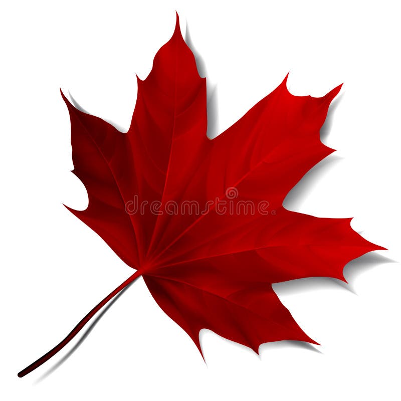 Realistic red maple leaf