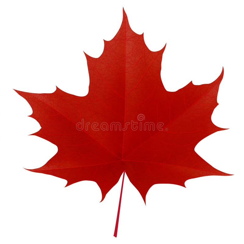 Realistic red maple leaf on white background