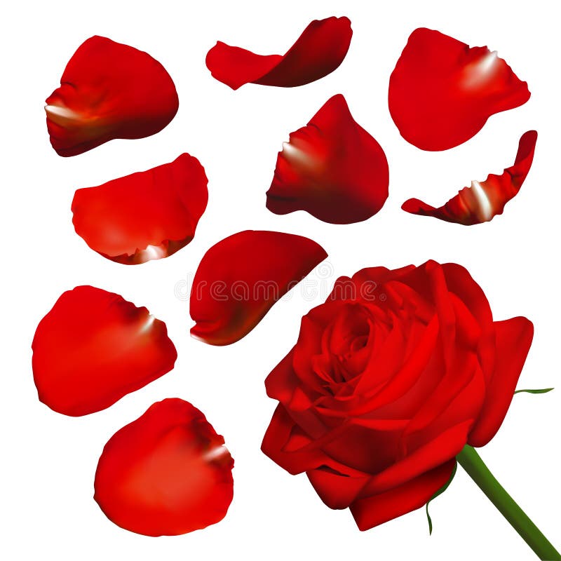 Realistic Rose Petals. Vector Illustration with Mesh Gradients. Stock