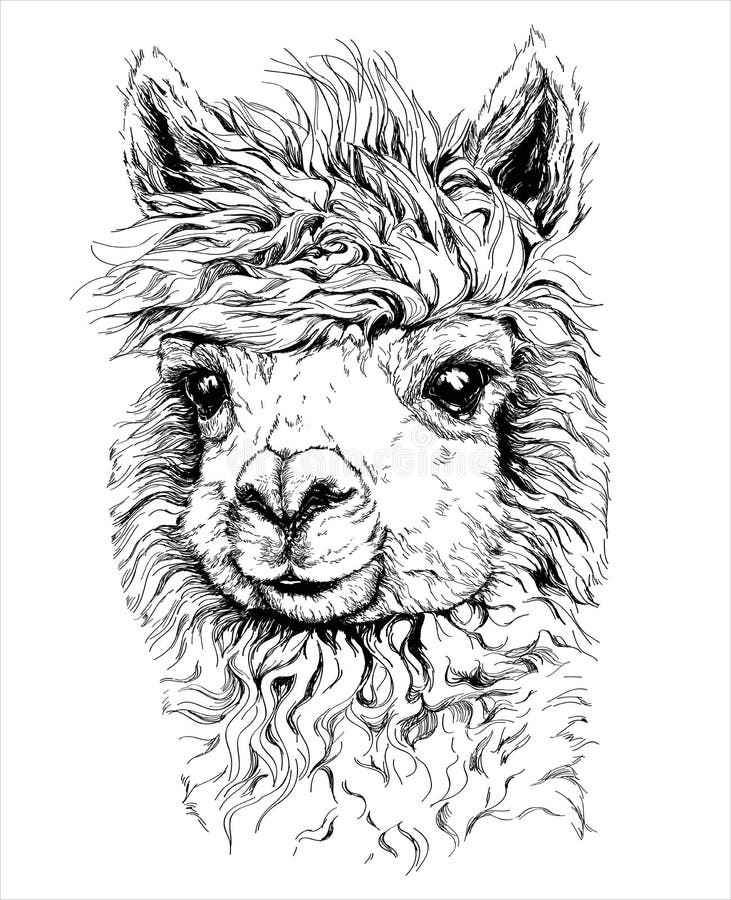 Realistic Sketch Of LAMA Alpaca, Black And White Drawing ...