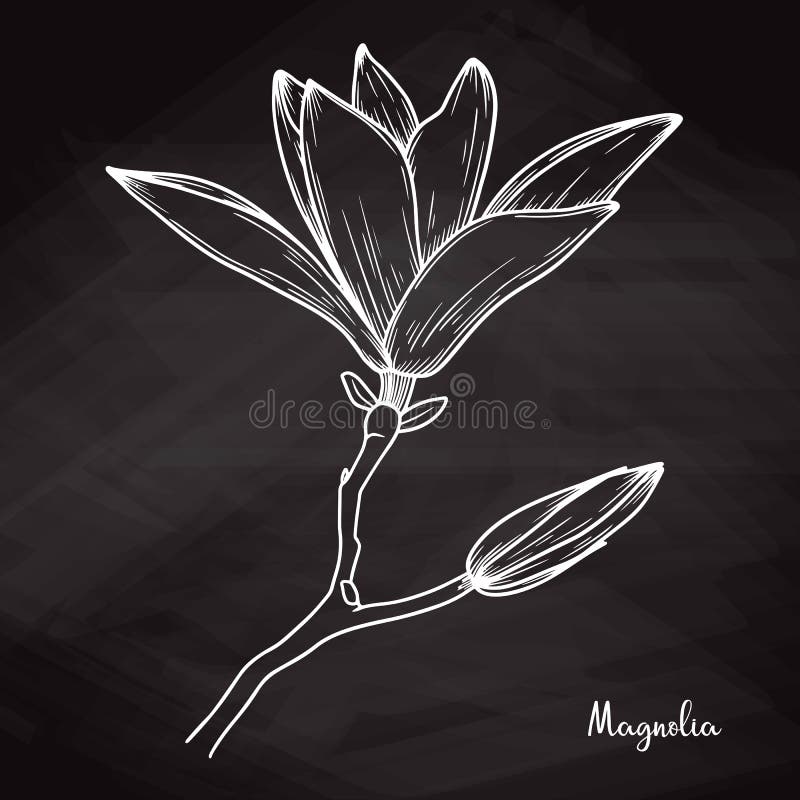 Saucer Magnolia Stock Illustrations 36 Saucer Magnolia Stock