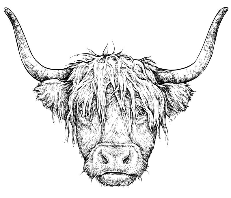 Cow hand drawn sketch icon Royalty Free Vector Image-gemektower.com.vn