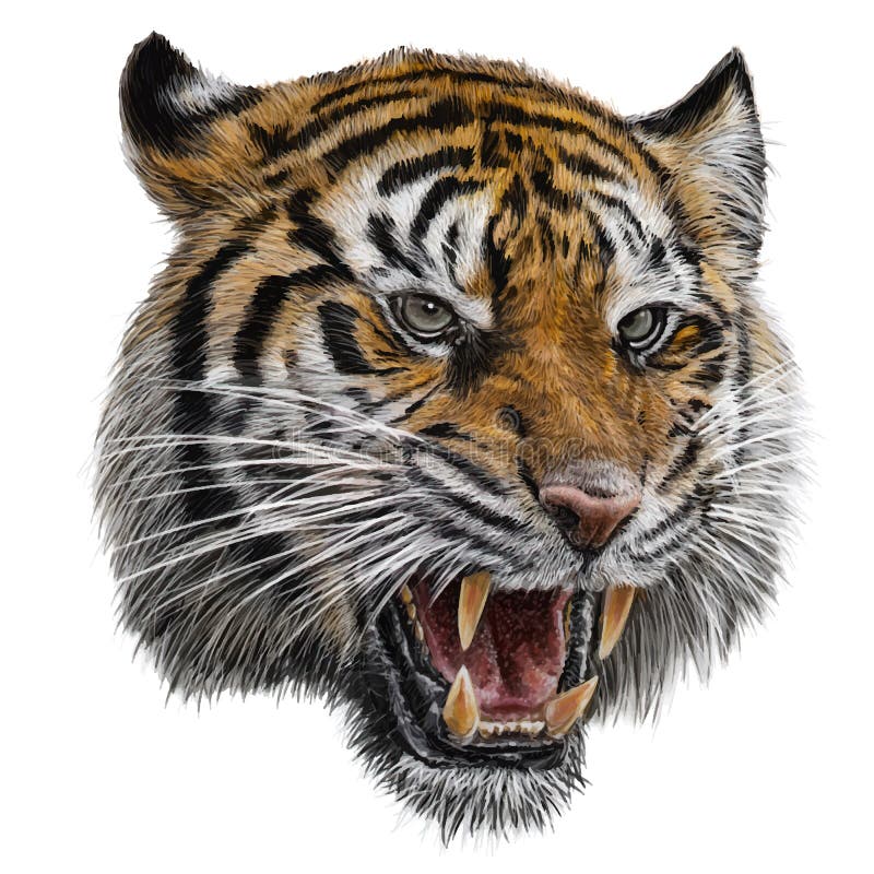 Realistic tiger head hand draw and paint color with clipping path on white background vector vector illustration