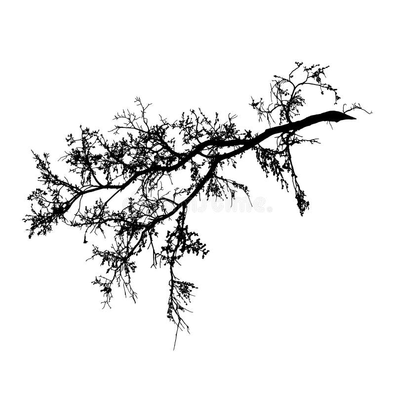 Realistic Tree Branches Silhouette on White Background. Natural Branch