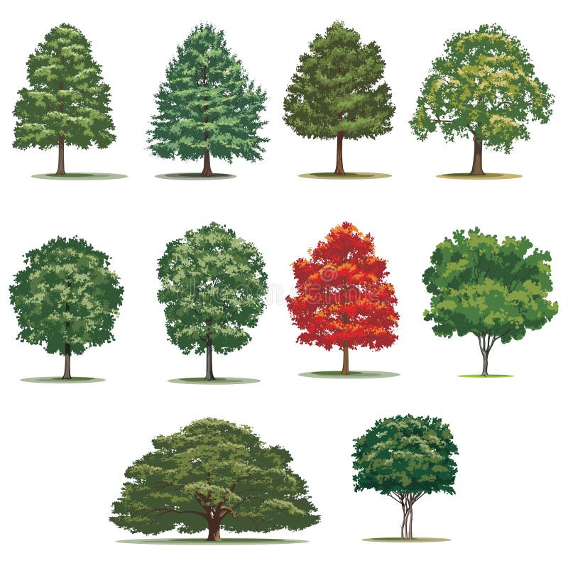 Realistic trees pack. Isolated vector trees on white background. royalty free illustration