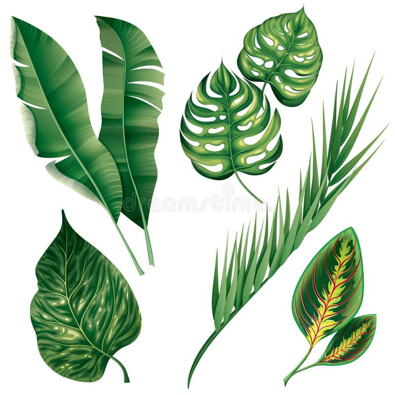 Realistic Tropical Botanical Foliage Plants Set Stock Vector ...
