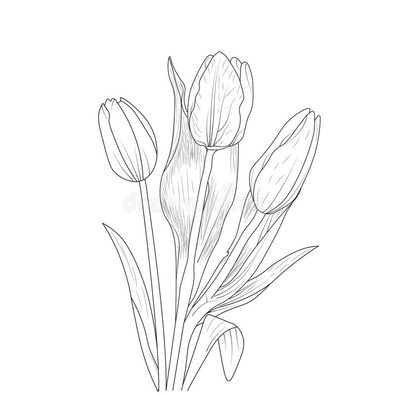 Tulip Flower Pencil Drawing Stock Illustrations – 812 Tulip Flower ...