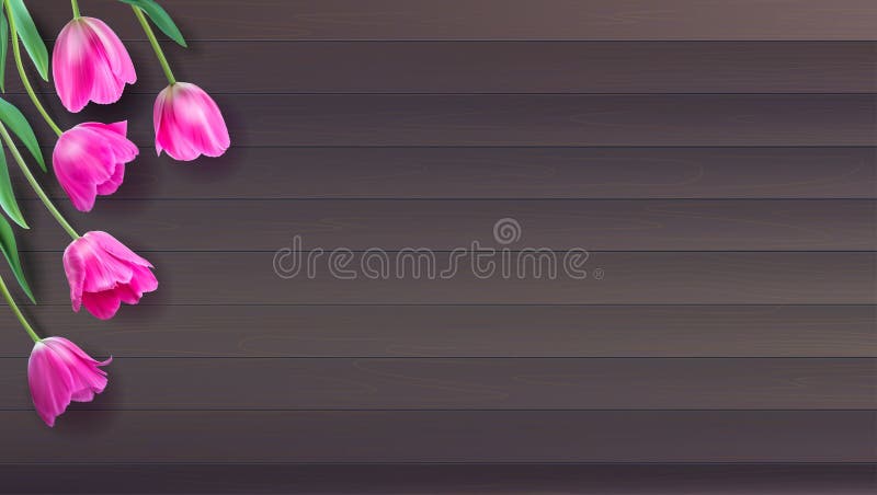 Realistic vector colorful pink tulips set on wooden background from planks. Not trace. Template with pink tulips for