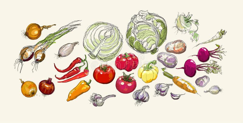 Free Vector, Realistic drawing vegetables