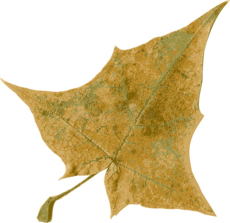 Realistic vector leaf of maple