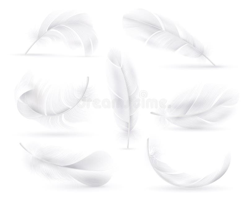 White feathers background. Falling flying fluffy swan, dove or angel w By  YummyBuum