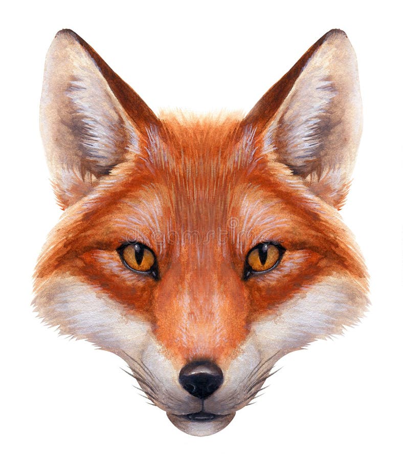 Realistic watercolor painting of a fox's head. Realistic watercolor painting of a fox's head.