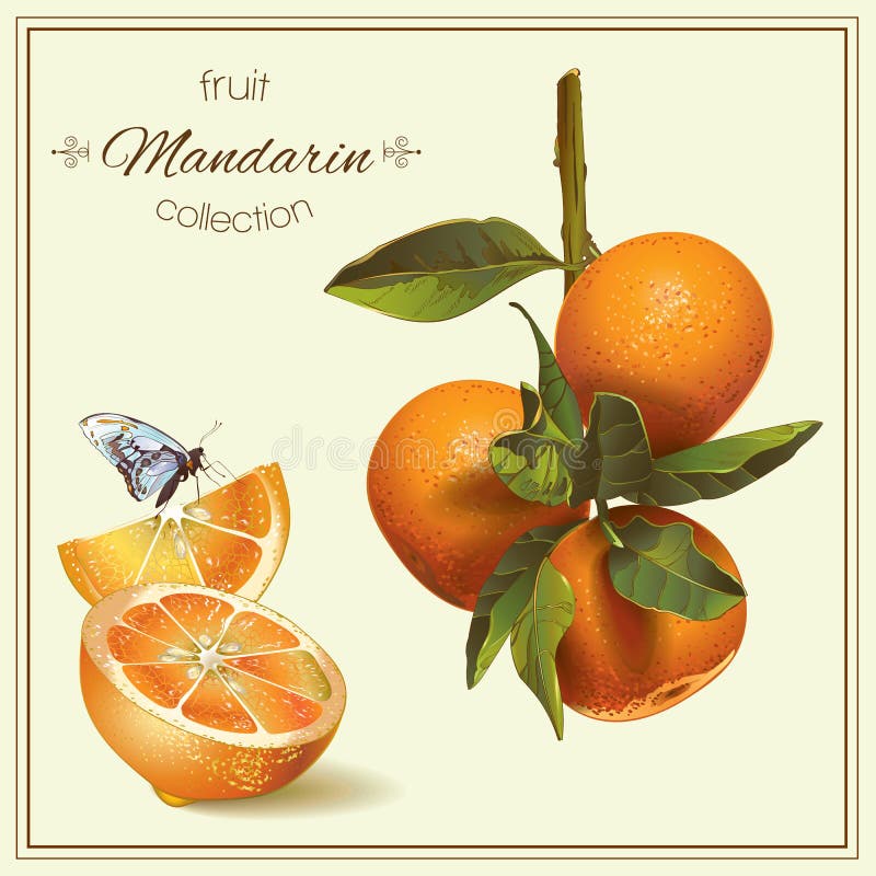 Realistische Illustration der Mandarine stock abbildung Realistische Illustration der Mandarine stock abbildung