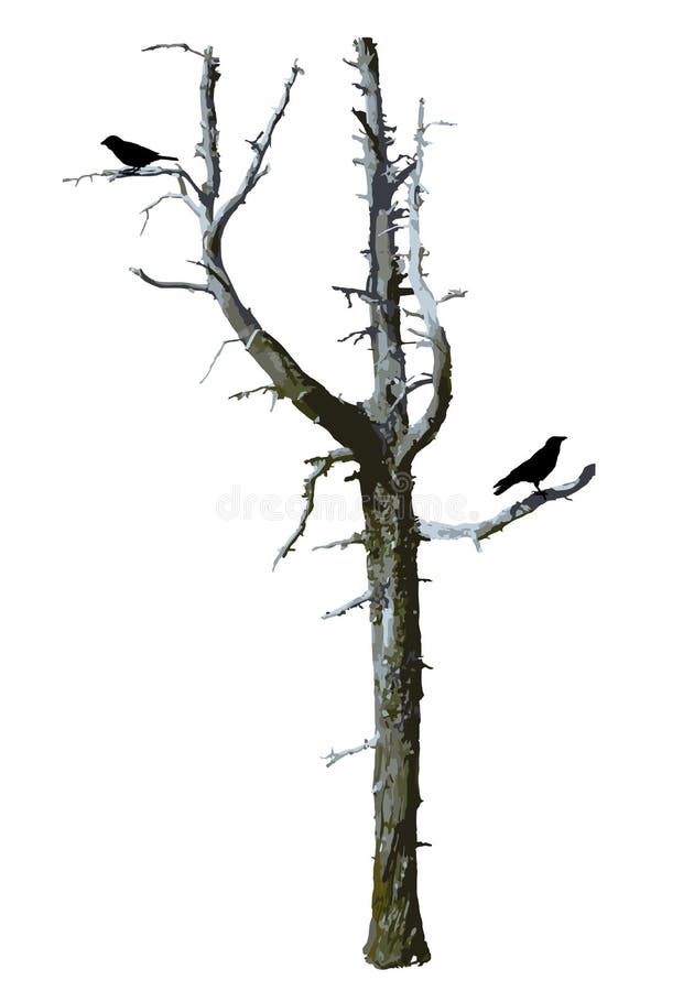 Realistische naakte enge boomvector met vogels vector illustratie Realistische naakte enge boomvector met vogels vector illustratie