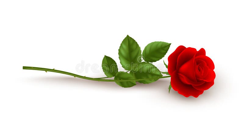 Realistische Rote Rose, die auf weißem Hintergrund ist. Vektorillustration stock abbildung