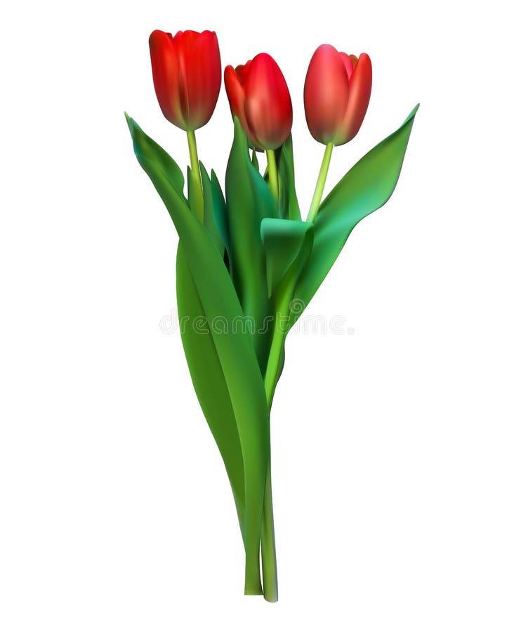 Realistische Vectorillustratie Kleurrijke Tulpen Niet spoor Roze royalty-vrije illustratie Realistische Vectorillustratie Kleurrijke Tulpen Niet spoor Roze royalty-vrije illustratie