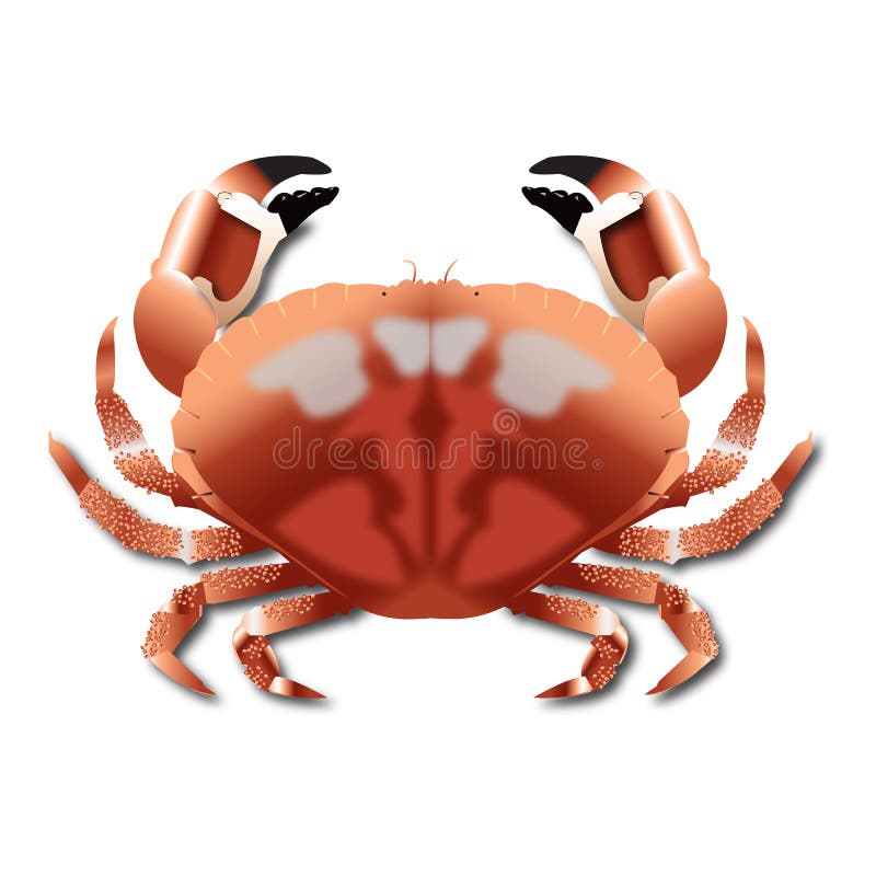 Realistische Vektorillustration der Krabbe für Gebrauch vektor abbildung Realistische Vektorillustration der Krabbe für Gebrauch vektor abbildung