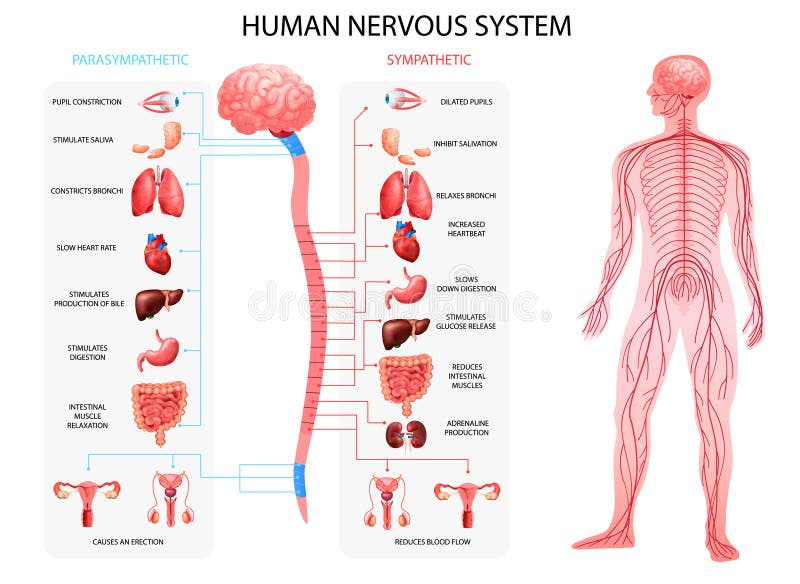 Realistische weergave van het zenuwstelsel