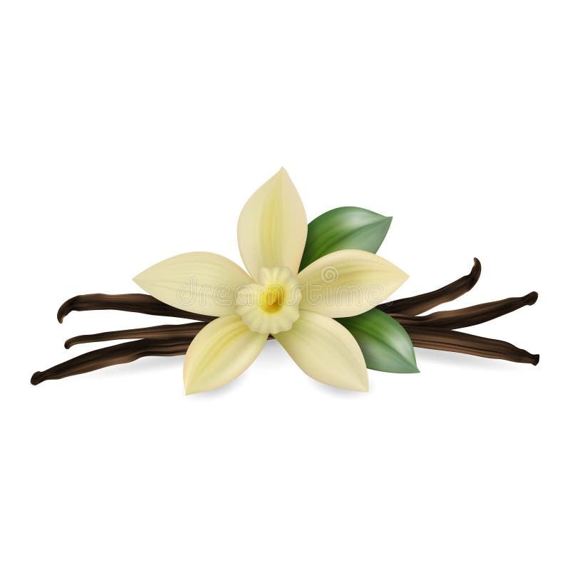 Realistische Zusammensetzung des Vektor-3d mit wohlriechender frischer Vanille-Blume mit getrockneten Samen-Hülsen und Blättern s lizenzfreie abbildung Realistische Zusammensetzung des Vektor-3d mit wohlriechender frischer Vanille-Blume mit getrockneten Samen-Hülsen und Blättern s lizenzfreie abbildung