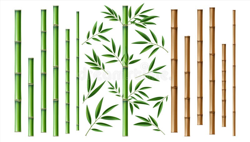 Realistic bamboo stick. Brown and green tree branch and stems with leaves isolated decorative closeup elements, east forest trees collection, exotic botanical decor object, eco material vector 3d set. Realistic bamboo stick. Brown and green tree branch and stems with leaves isolated decorative closeup elements, east forest trees collection, exotic botanical decor object, eco material vector 3d set