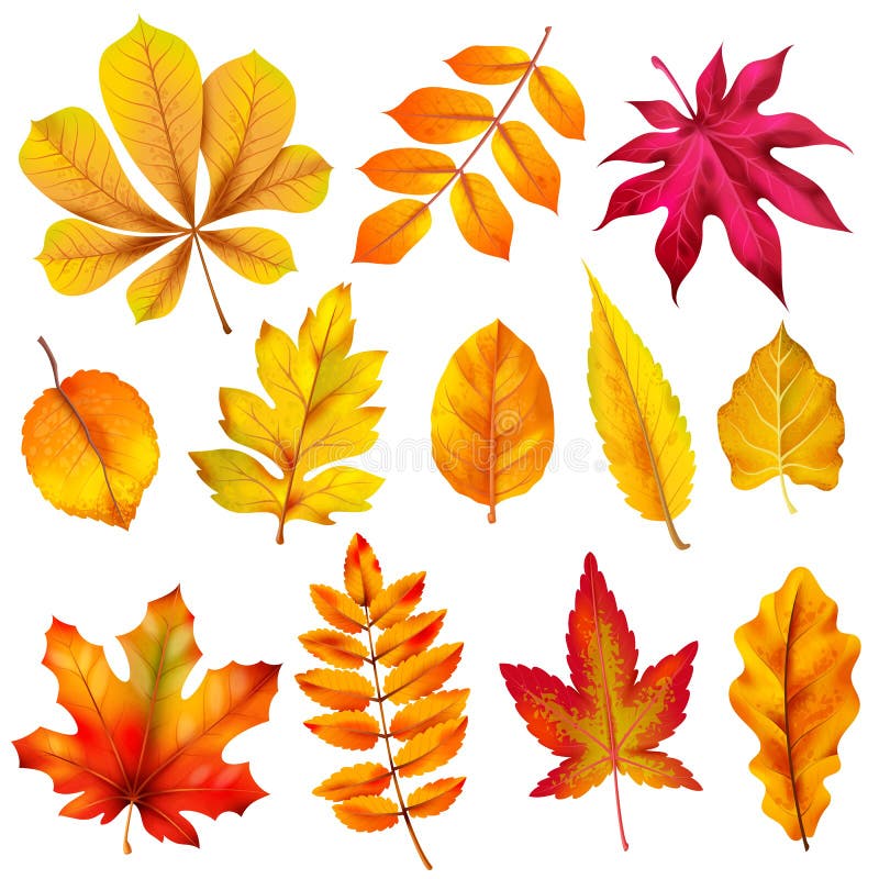 Realistischer Herbstlaub. Orange hölzernes Blätterdach des Falles der Kastanie und des Ahorns. Quercus und Aschlinde- und -birkenb lizenzfreie abbildung