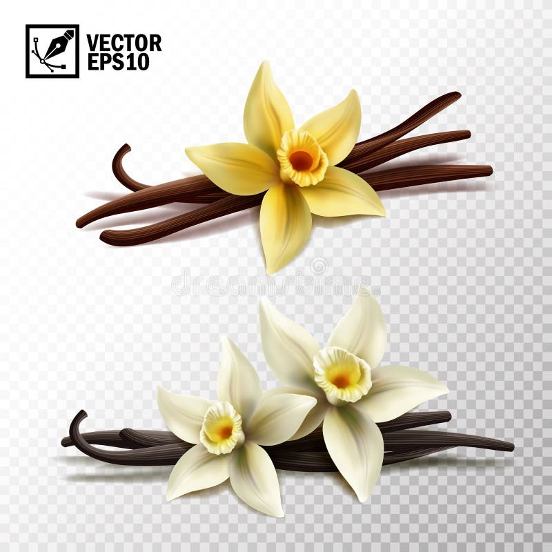 realistischer Vektor lokalisierte Stöcke der Vanille 3d und Vanilleblumen in Gelbem und in weißem