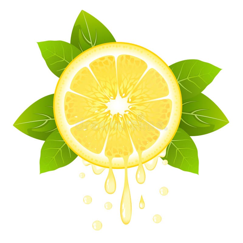 Realistisk citronskiva med sidor och droppar av fruktsaft saftig frukt Ny citrus design på den vita vektorillustrationen royaltyfri illustrationer