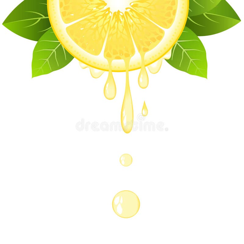 Realistisk halv citronskiva med sidor och droppar av fruktsaft saftig frukt Ny citrus design på den vita vektorillustrationen stock illustrationer