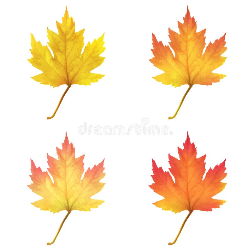 Realistisk maple lämnar isolerade på vit bakgrund stock illustrationer