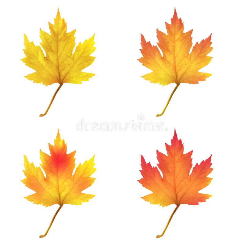 Realistisk maple lämnar isolerade på vit bakgrund stock illustrationer