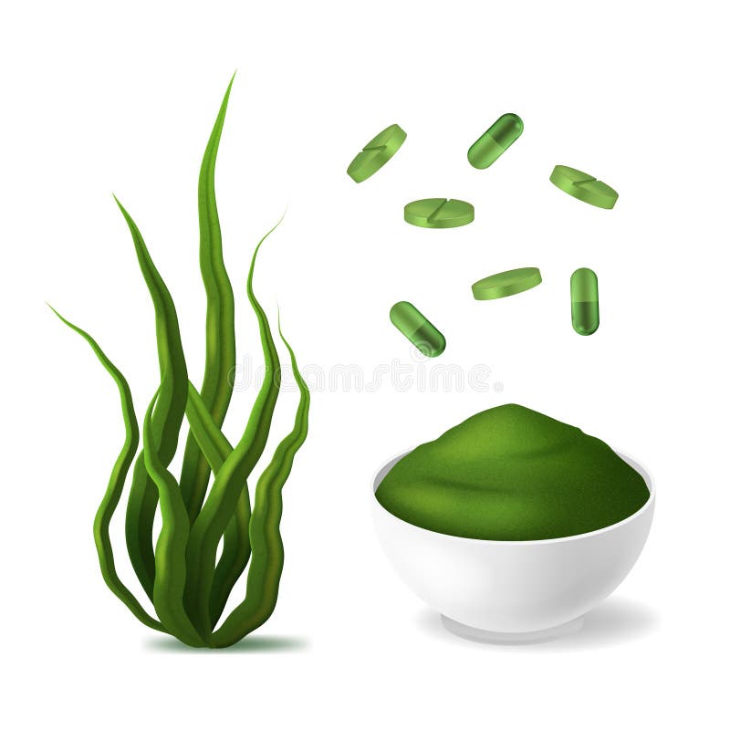 Realistisk specificerad Spirulina för gräsplan 3d uppsättning vektor vektor illustrationer Realistisk specificerad Spirulina för gräsplan 3d uppsättning vektor vektor illustrationer