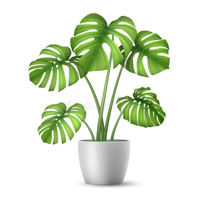 Realistisk vektor Monstera i en blomkruka vektor illustrationer