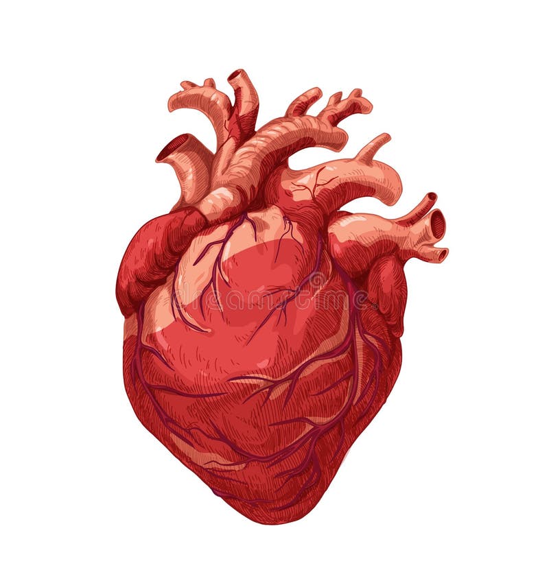 Realistiskt rött hjärta, verkligt inre organ hos människa med aortas. anatomi realism konst. medicinsk vetenskaplig detaljerad rit royaltyfri illustrationer