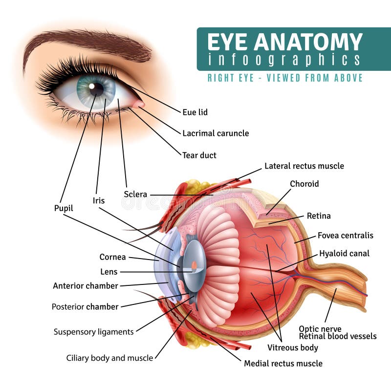 Realistyczna oko anatomia Infographics ilustracja wektor Realistyczna oko anatomia Infographics ilustracja wektor