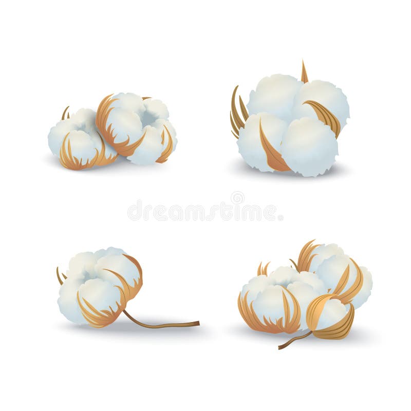 Realistyczna Szczegółowa 3d bawełna Kwitnie Ustalonego Naturalnego materiał wektor ilustracja wektor Realistyczna Szczegółowa 3d bawełna Kwitnie Ustalonego Naturalnego materiał wektor ilustracja wektor