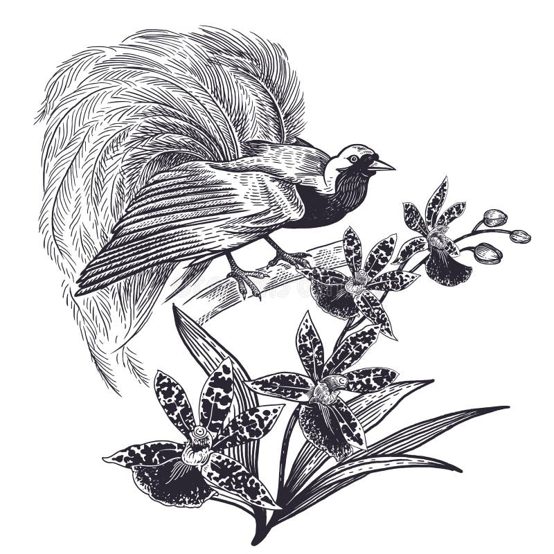 Realistyczny ręka rysunek ptak raj i orchidea odizolowywał o