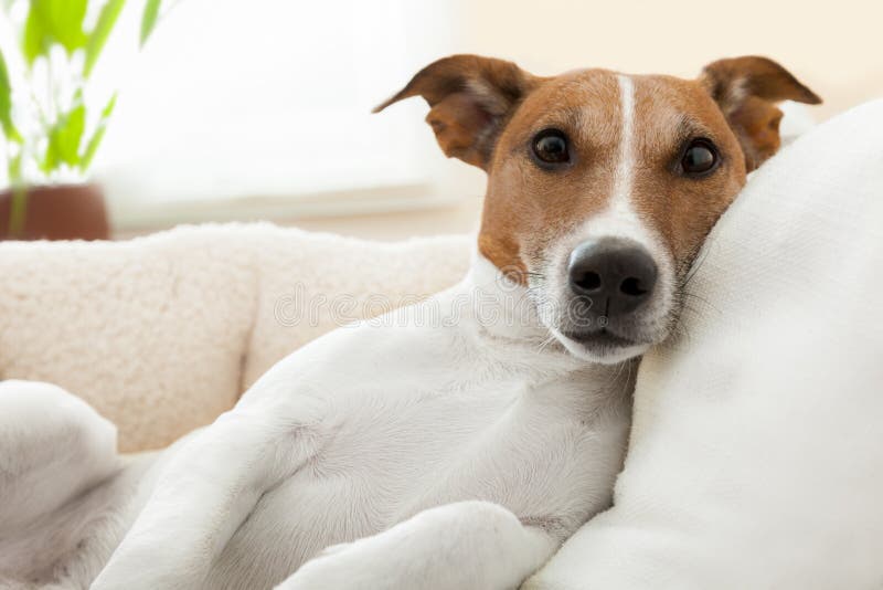 Dog having a relaxing time in living room. Dog having a relaxing time in living room