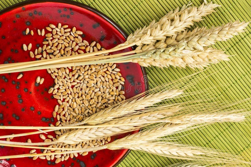 Reap of durum wheat from different varieties. Wheat grains in a plate. Top view royalty free stock photos Reap of durum wheat from different varieties. Wheat grains in a plate. Top view royalty free stock photos
