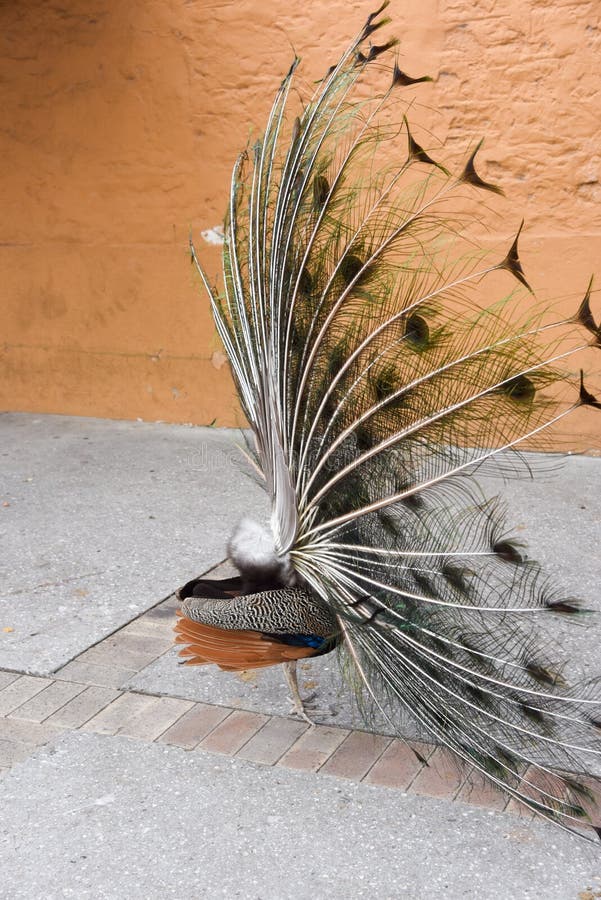 Rear view of the Indian Blue peafowl fanning it`s tail feathers with brown rear feathers at Rottnest Island in Western Australia. Rear view of the Indian Blue peafowl fanning it`s tail feathers with brown rear feathers at Rottnest Island in Western Australia