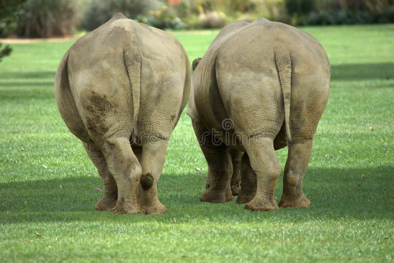 Rear Of Two Fat White Rhinos Stock Photo Image of animals, rhinos 15840008