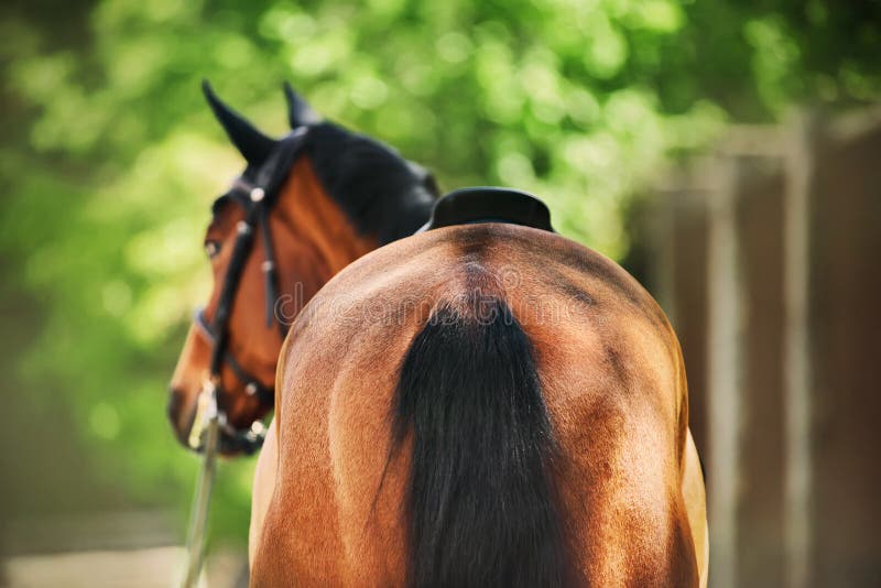 111 Rear View Bay Horse Stock Photos - Free & Royalty-Free Stock Photos ...