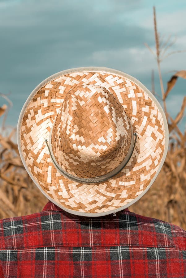 Rear View of Corn Farmer Looking at His Cornfield Stock Photo - Image ...